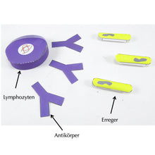 Load image into Gallery viewer, simple immune system origami organelle german
