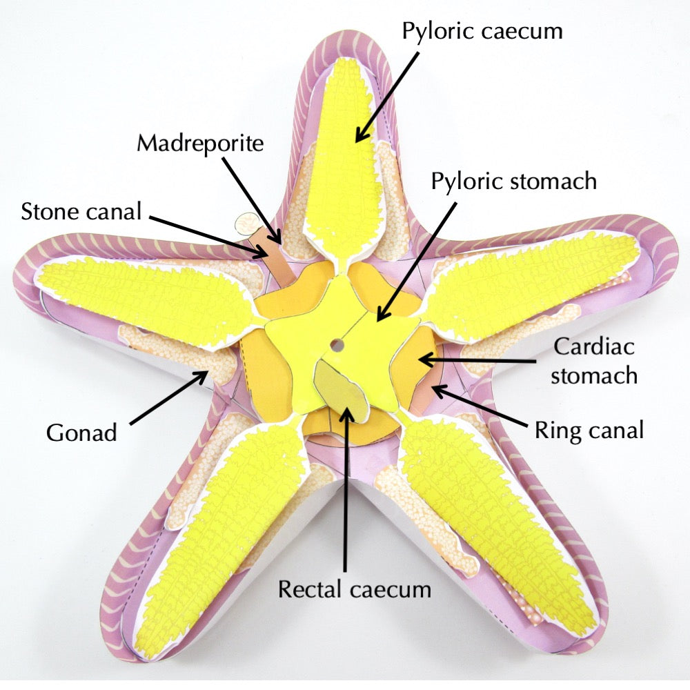 Starfish Dissection Paper Model – Origami Organelles