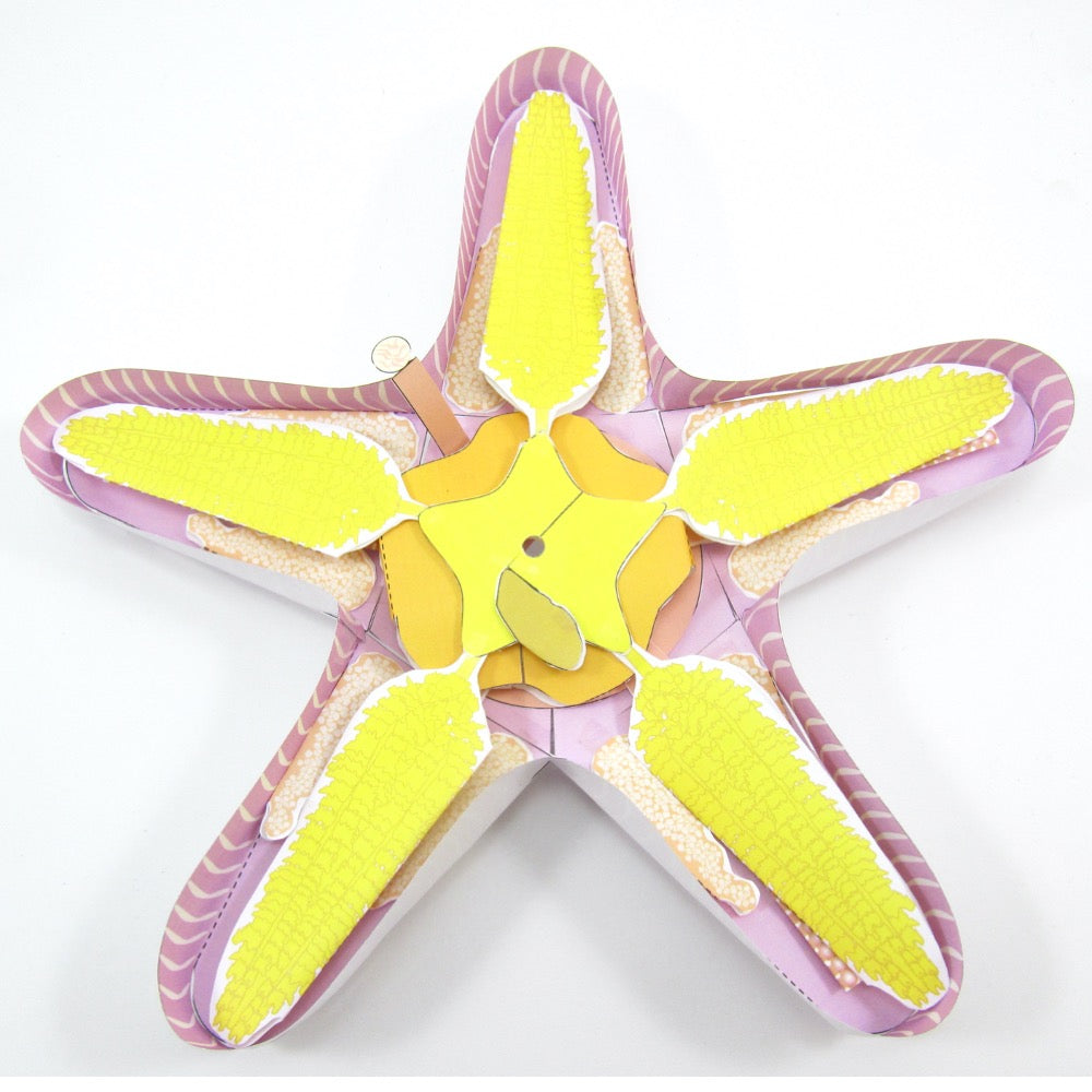 Starfish Dissection Paper Model – Origami Organelles