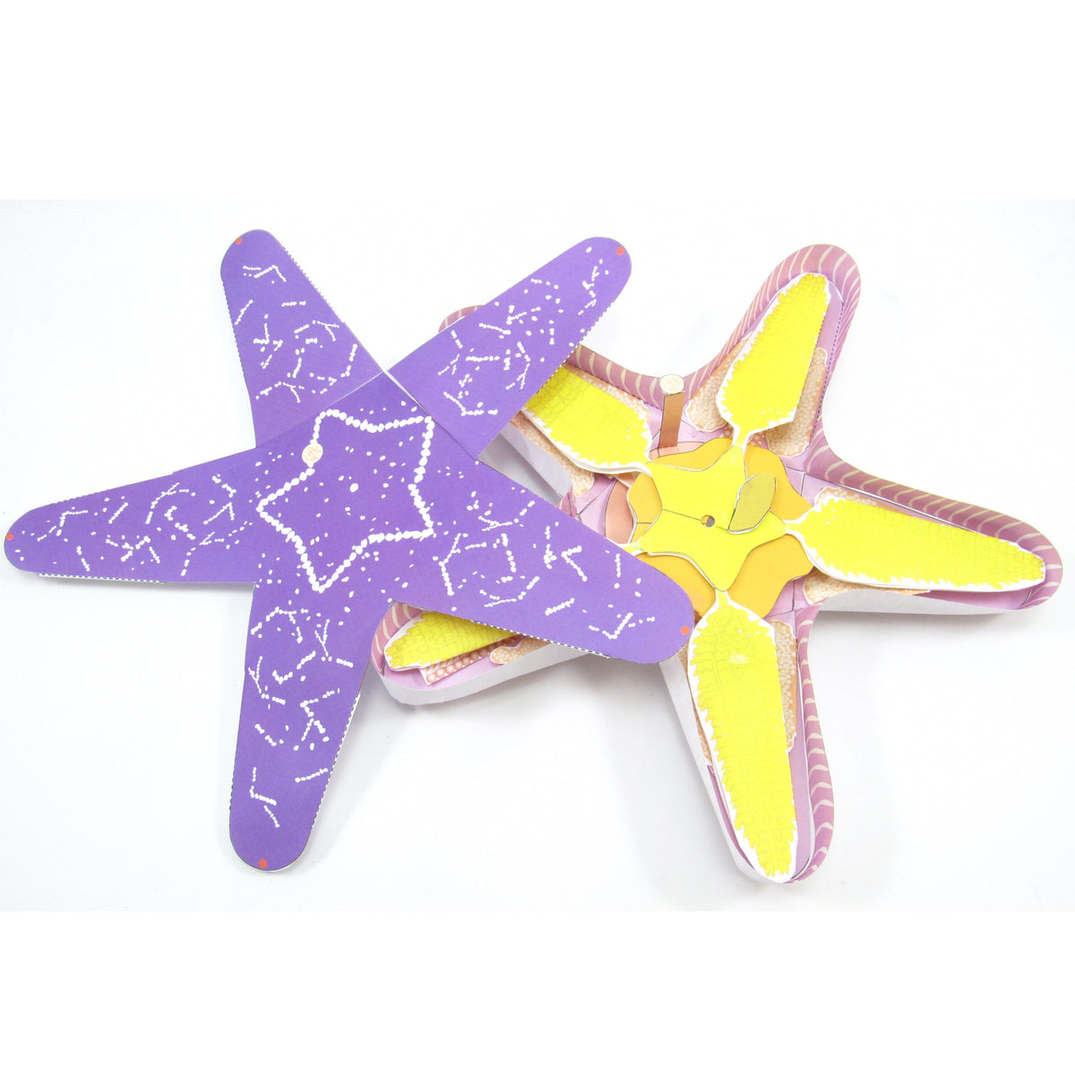 Starfish Dissection Paper Model – Origami Organelles