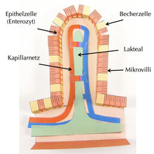 Load image into Gallery viewer, villus origami organelle german
