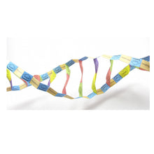 DNA Structure