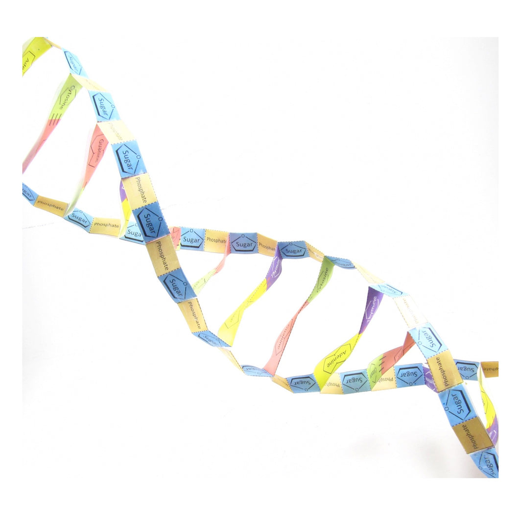 DNA-Structuur Nederlands