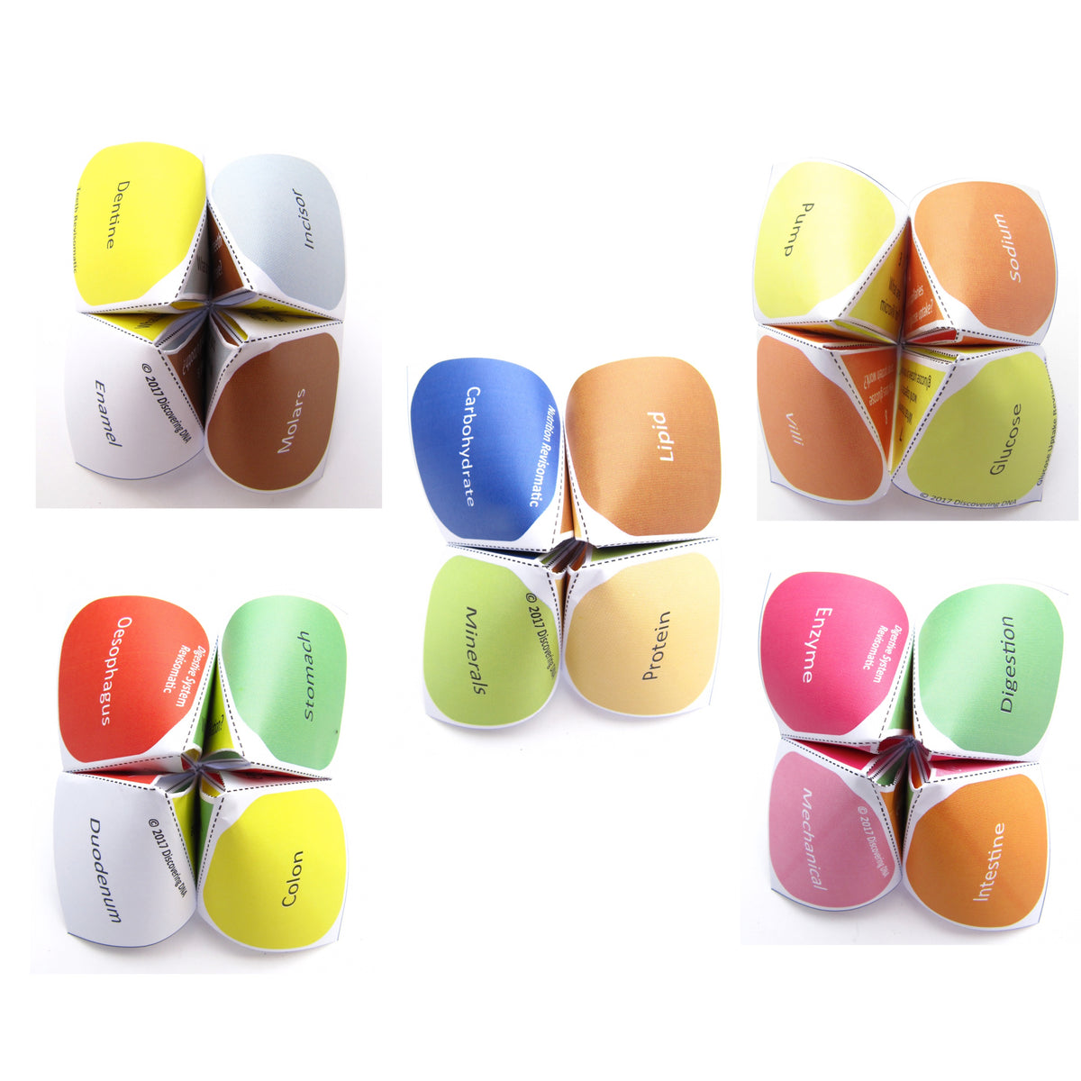 Origami Colon Digestion Revisomatics – Origami Organelles