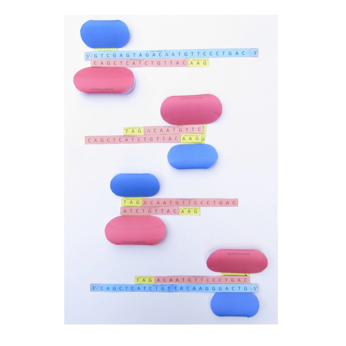 Origami Pcr Polymerase Ketting Reactie (PCR) Nederlands – Origami Organelles