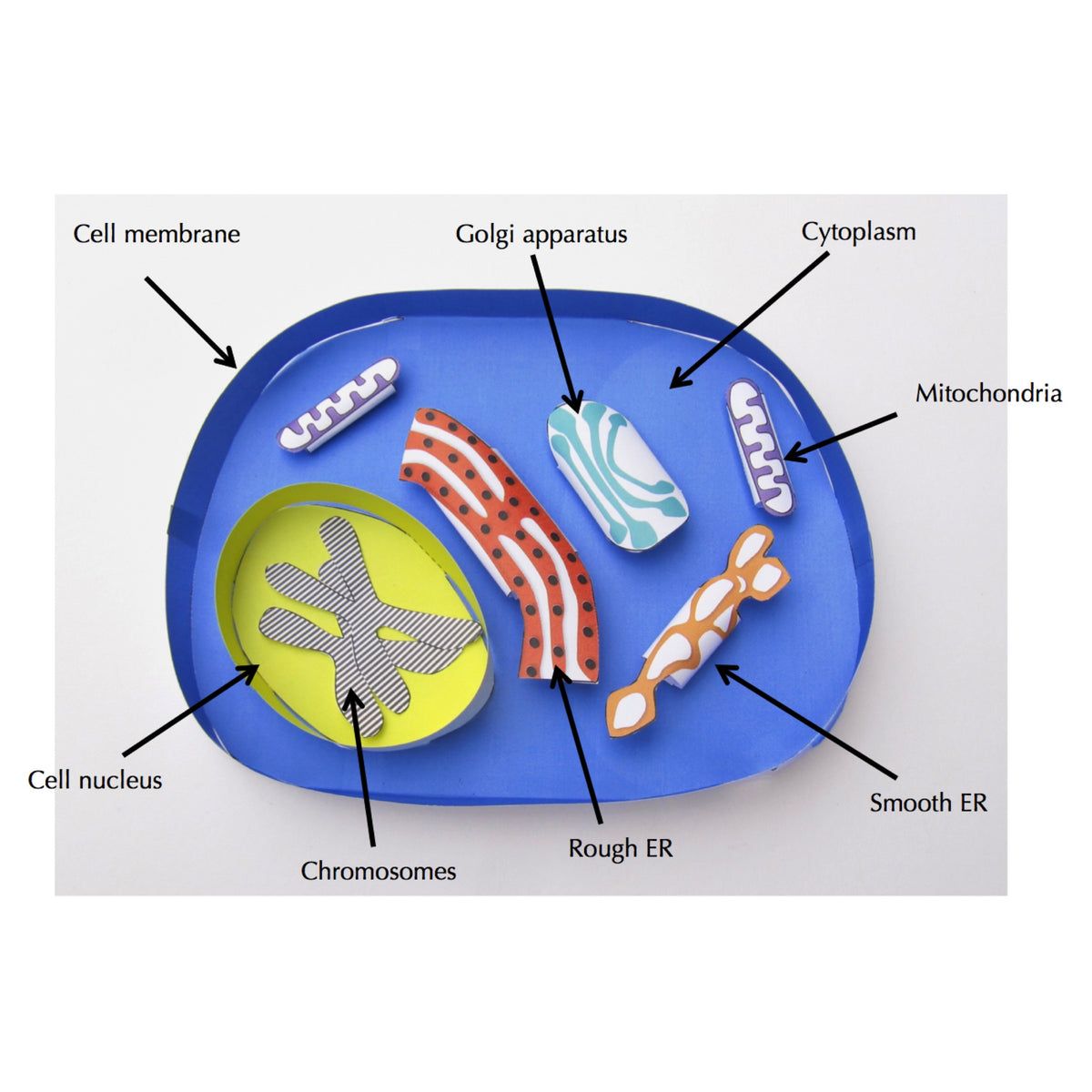 Animal Cell Model With Labels