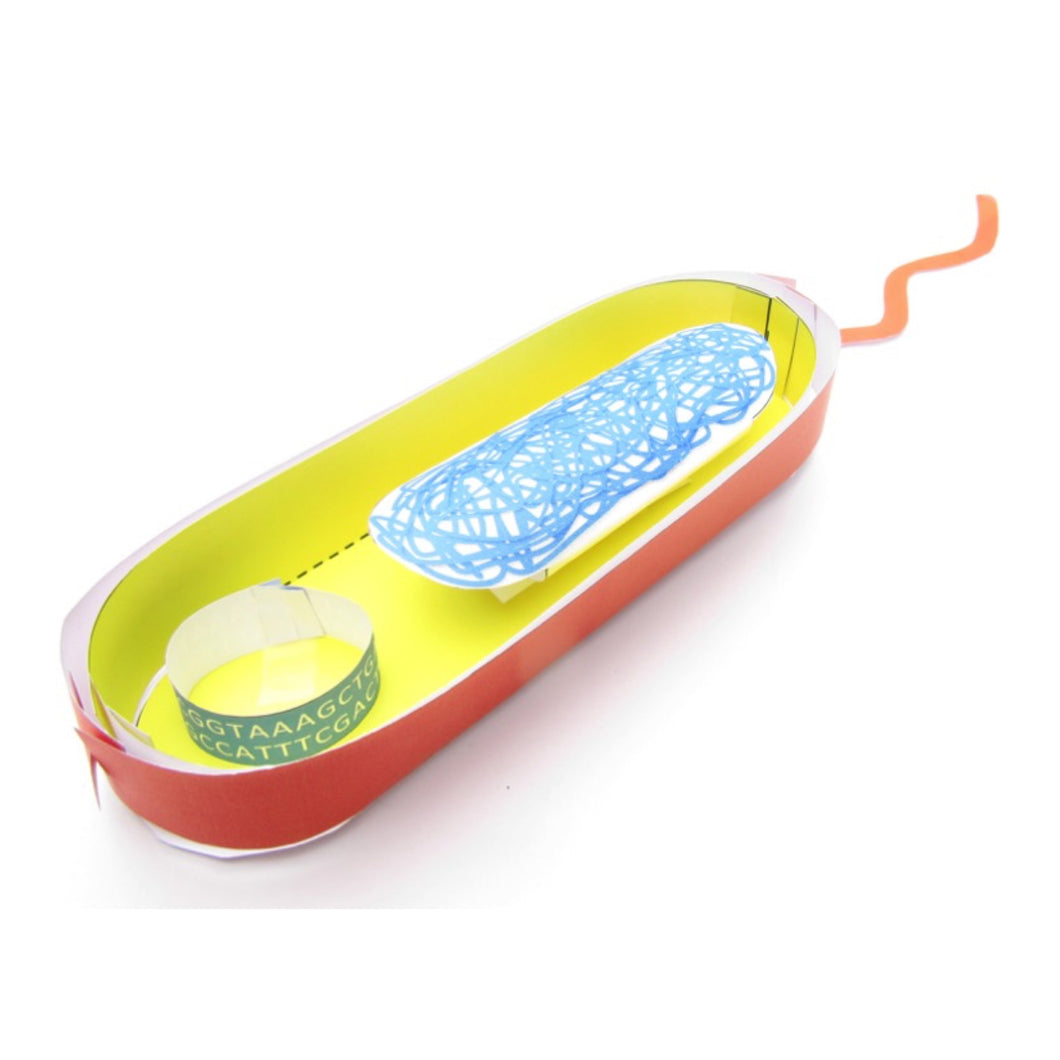simple bacterial cell model