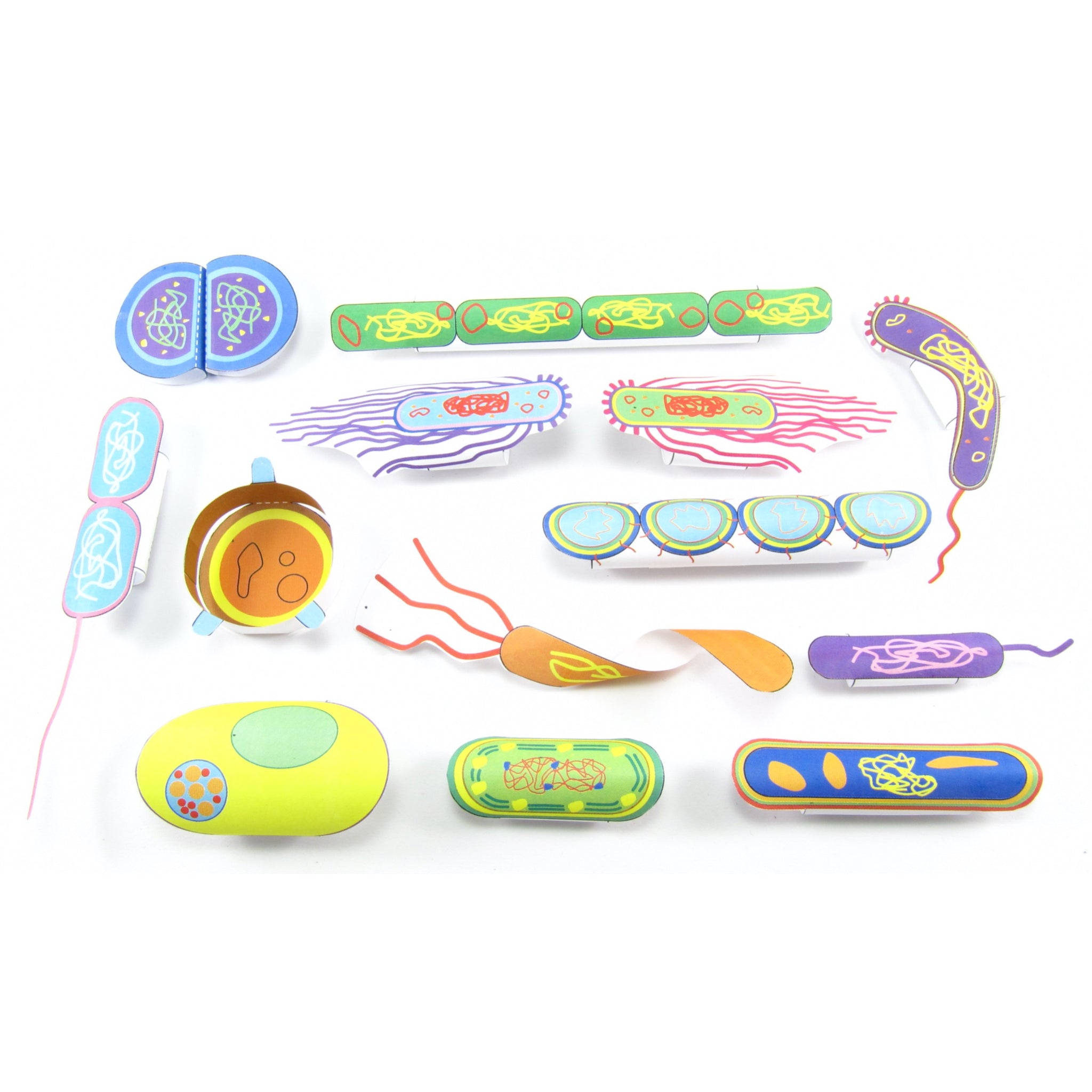 Phloem Translocation Origami Organelles Tissue : Complete Set Of