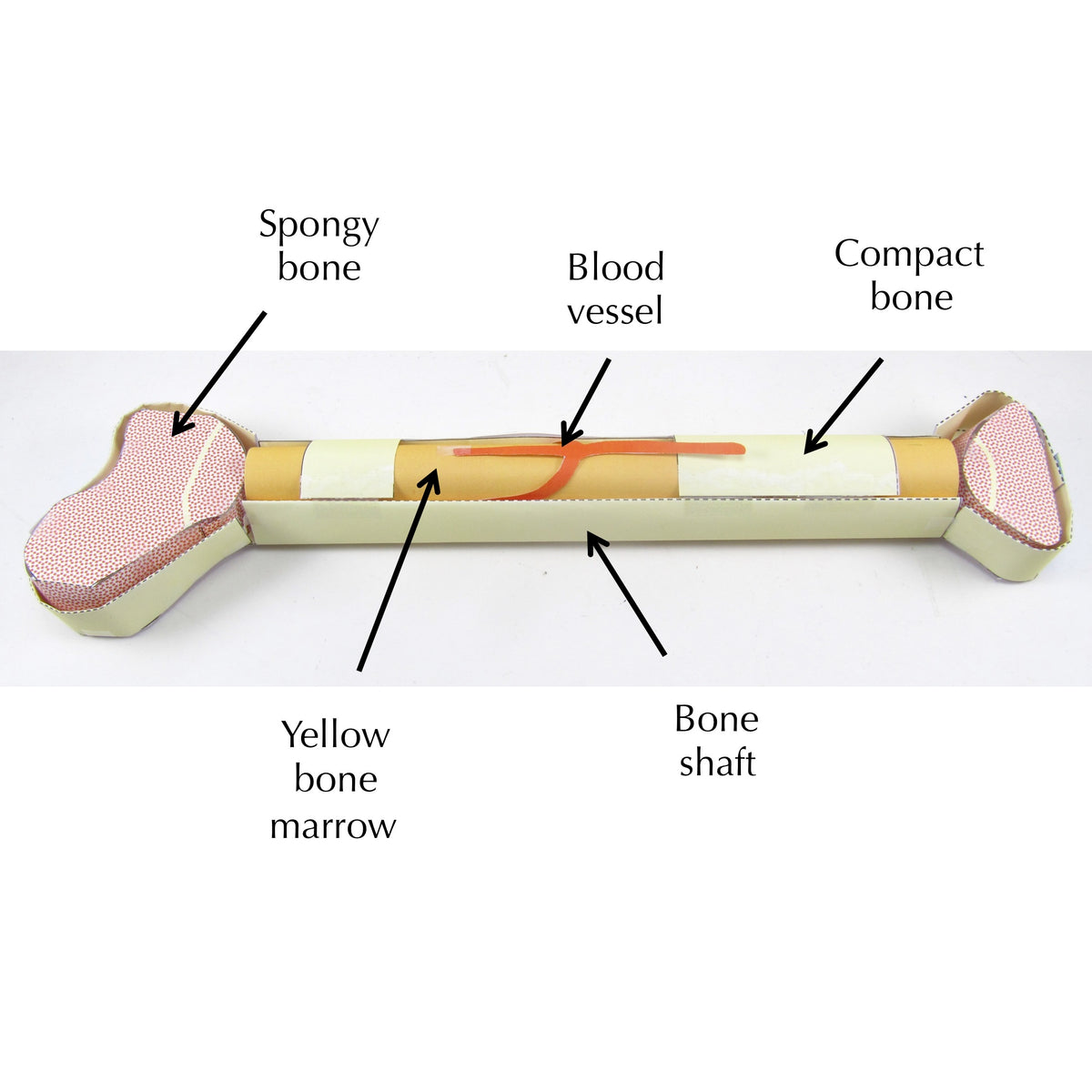 Compact And Spongy Bone Diagram
