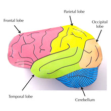 Load image into Gallery viewer, origami organelles brain labelled
