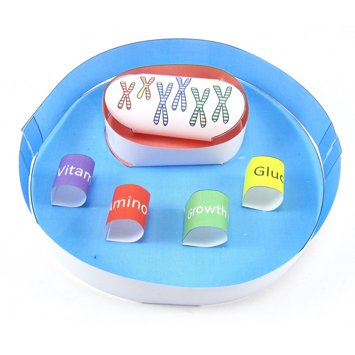 Cloning – Origami Organelles