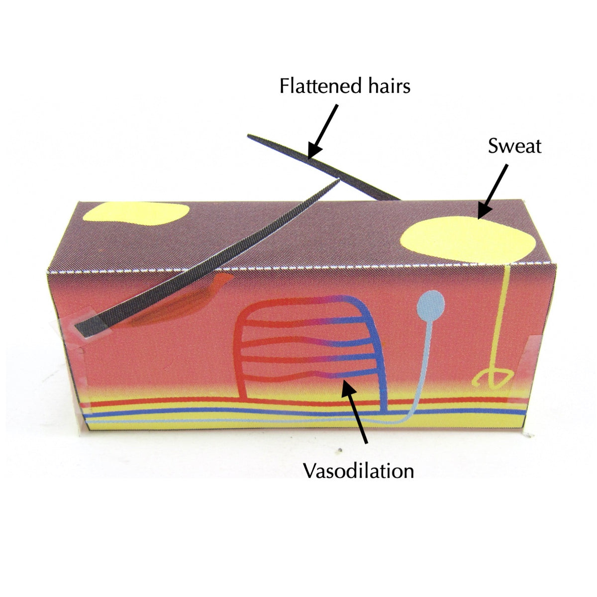 Controlling Body Temperature – Origami Organelles