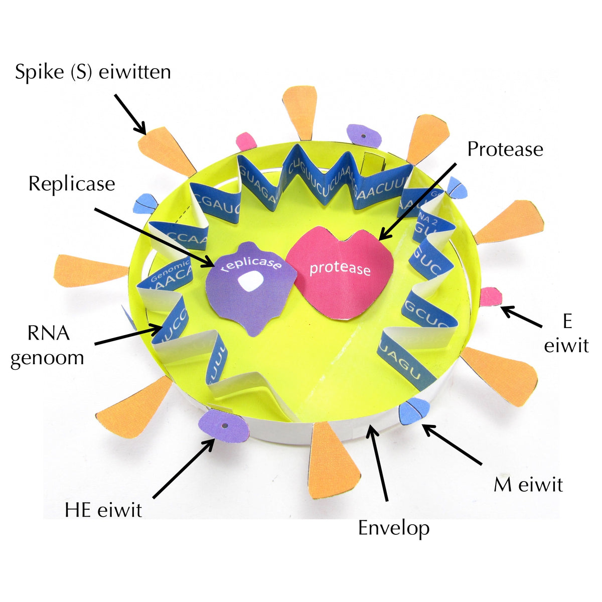 Coronavirus COVID-19 Nederlands – Origami Organelles
