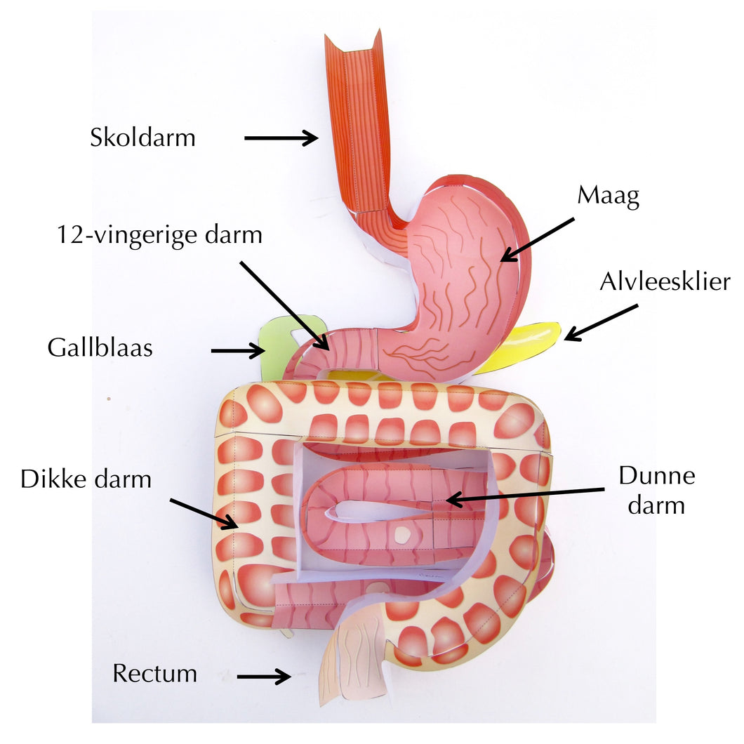 labelled digestive system origami organelle dutch