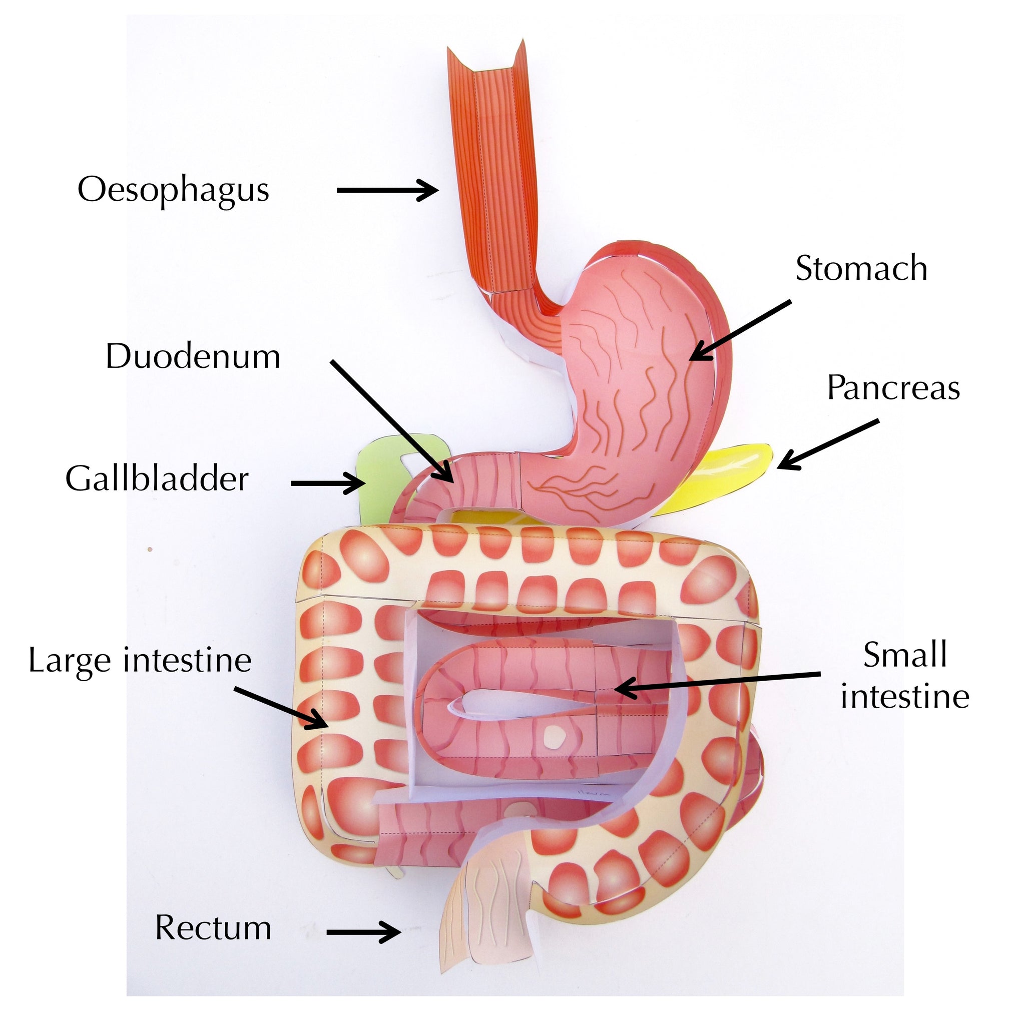 ファッション姫 通販 Digestive System – Origami Organelles 洋書