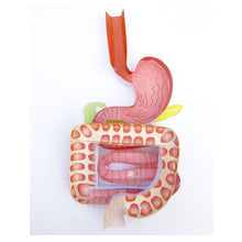 Load image into Gallery viewer, digestive system origami organelle
