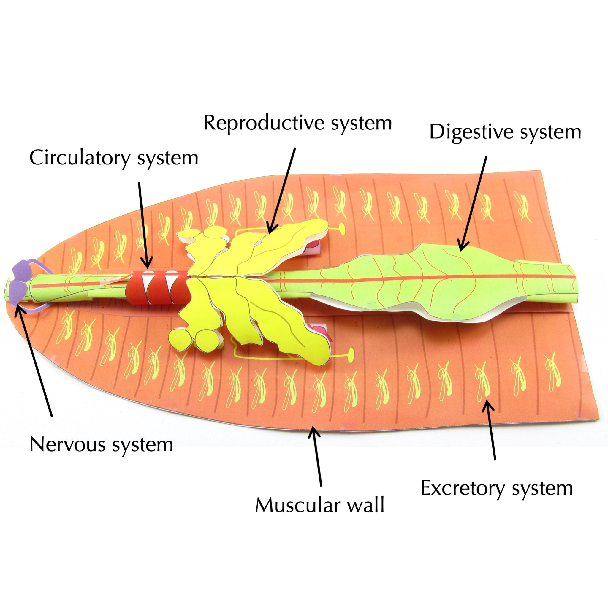 Earthworm Dissection Origami Organelles Earthworm Dissection Origami Organelles