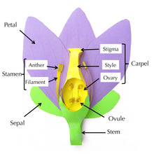Load image into Gallery viewer, Flowers Origami Organelle labelled
