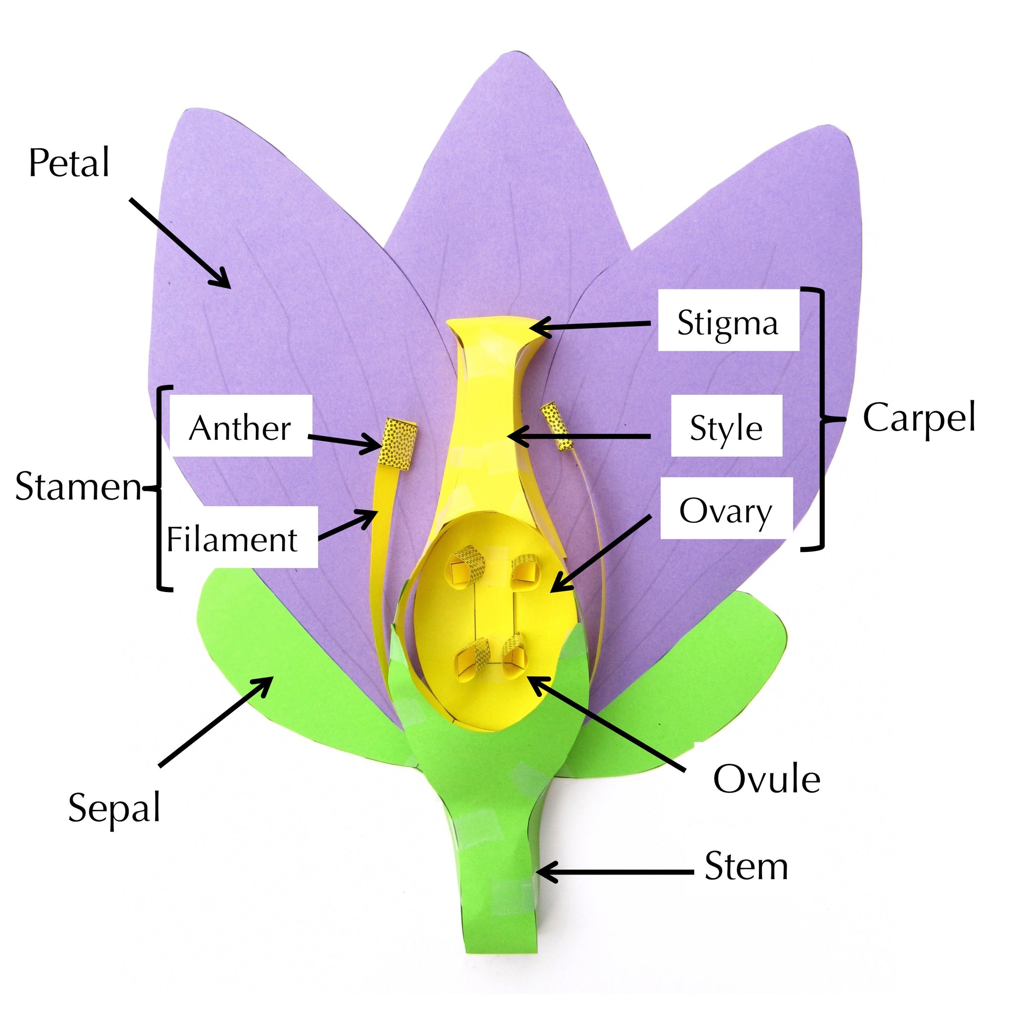 Flower Model Labeled 3,100+ Flower Parts Diagram Stock Photos,