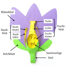 Load image into Gallery viewer, Flowers Origami Organelle labelled german
