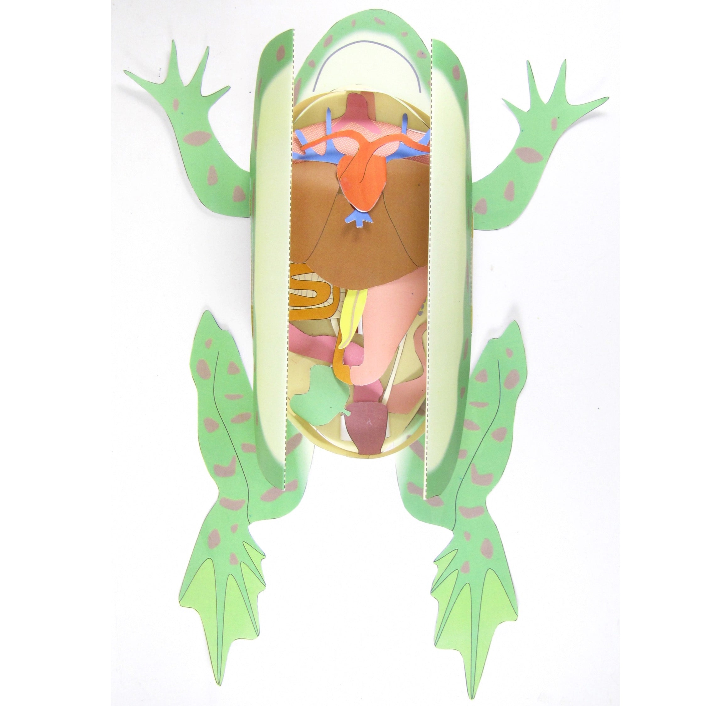 Anatomy Of Frog Dissection Labeled
