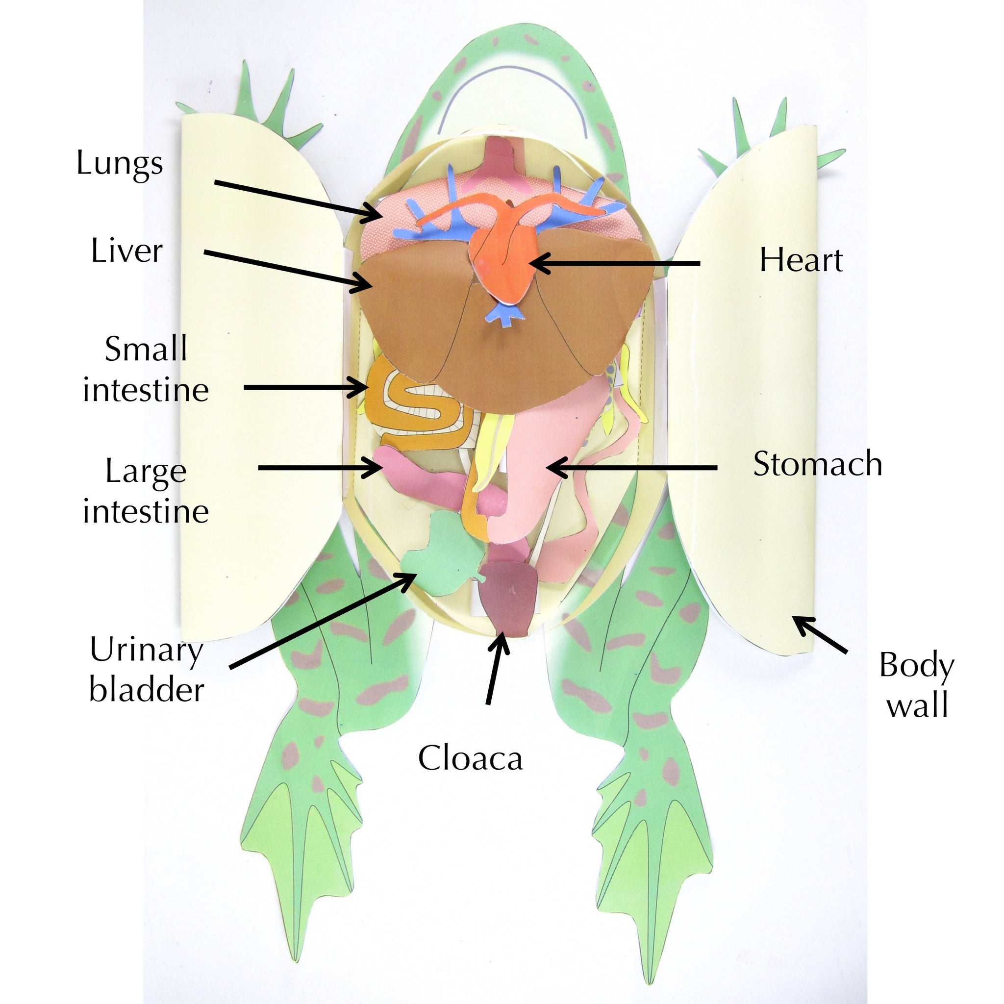 Anatomy Of Frog Dissection Labeled