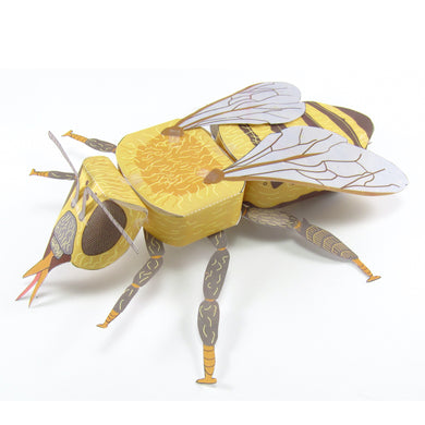 honey bee origami organelle