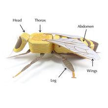 Load image into Gallery viewer, honey bee origami organelle
