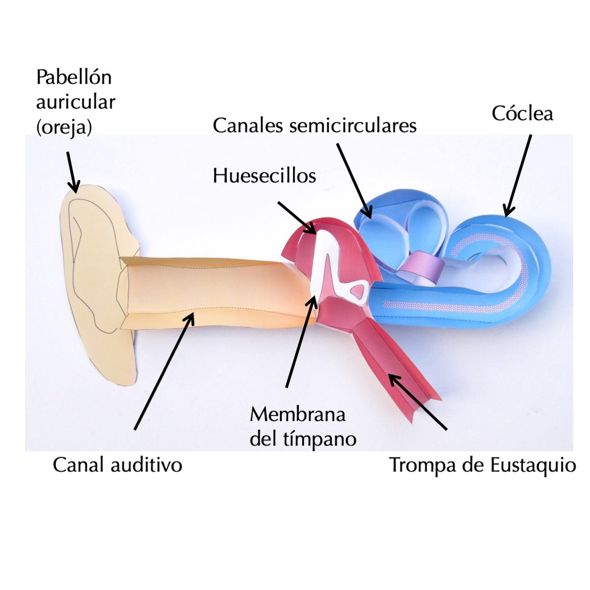 Ear In Spanish Human Ear Spanish – Origami Organelles