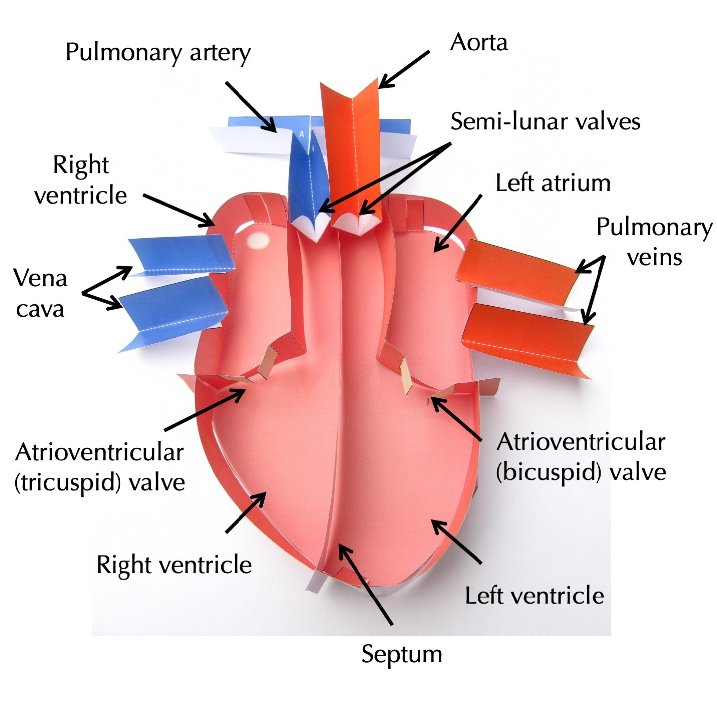 human-heart-origami-organelles for Free Printable Human Heart Diagram Human Heart – Origami Organelles for Free Printable Human Heart Diagram