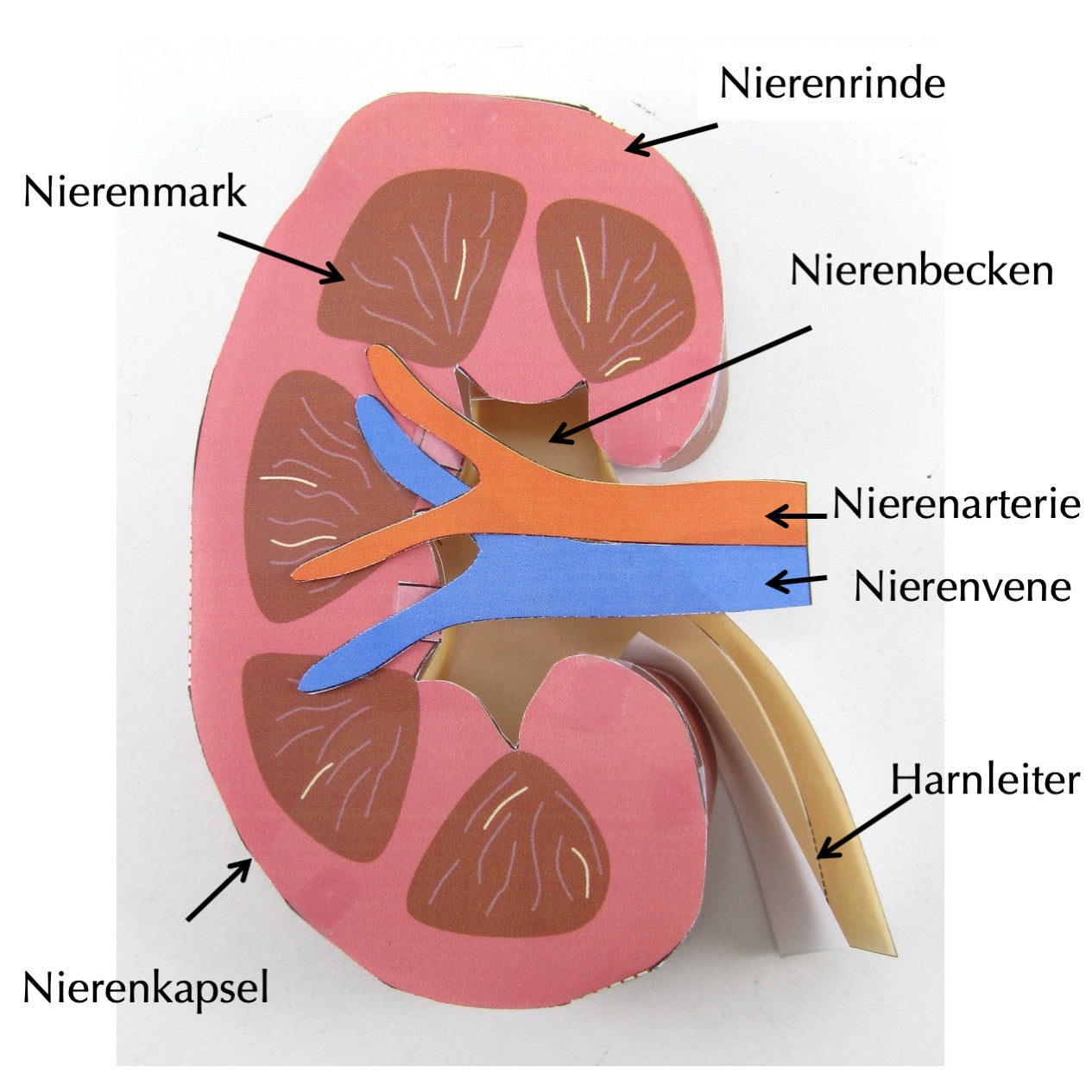 Männliches Genital organ modell Anatomisches Modell des männlichen Genital organ