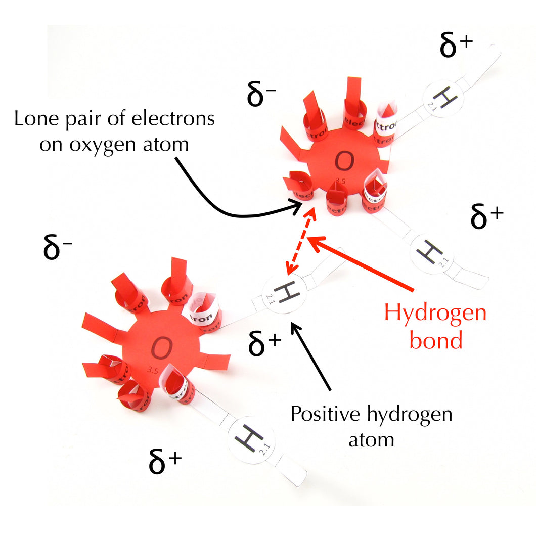intermolecular forces origami organelle label