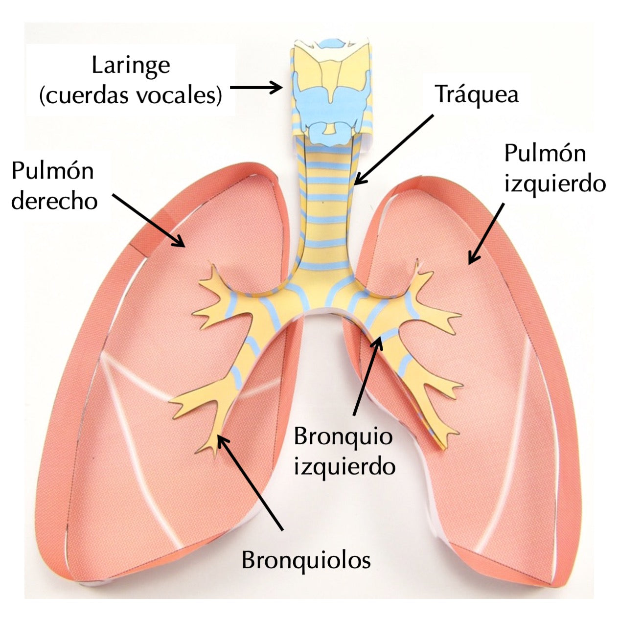 Los pulmones Español, image size:1265x1265