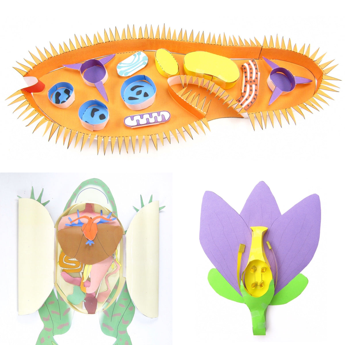 Middle School Biology Bundle – Origami Organelles