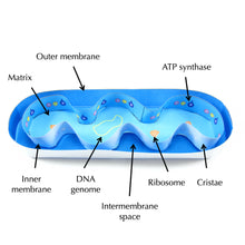Load image into Gallery viewer, mitochondria origami organelle
