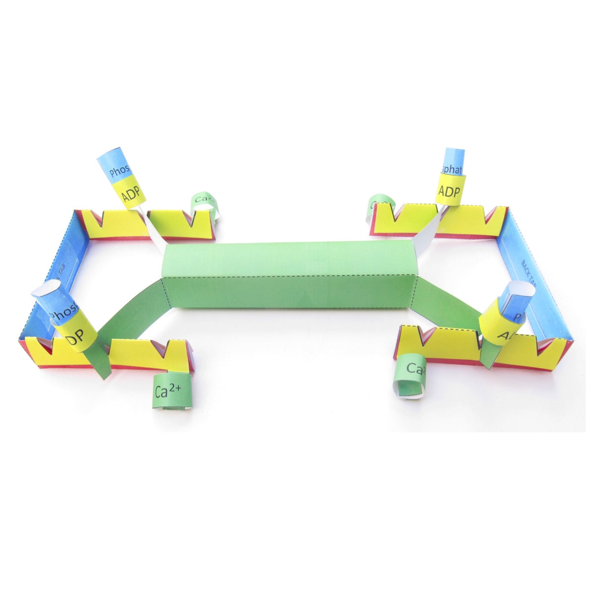 Origami Muscle Shell Muscle Contraction – Origami Organelles