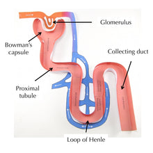 Load image into Gallery viewer, nephron model labelled
