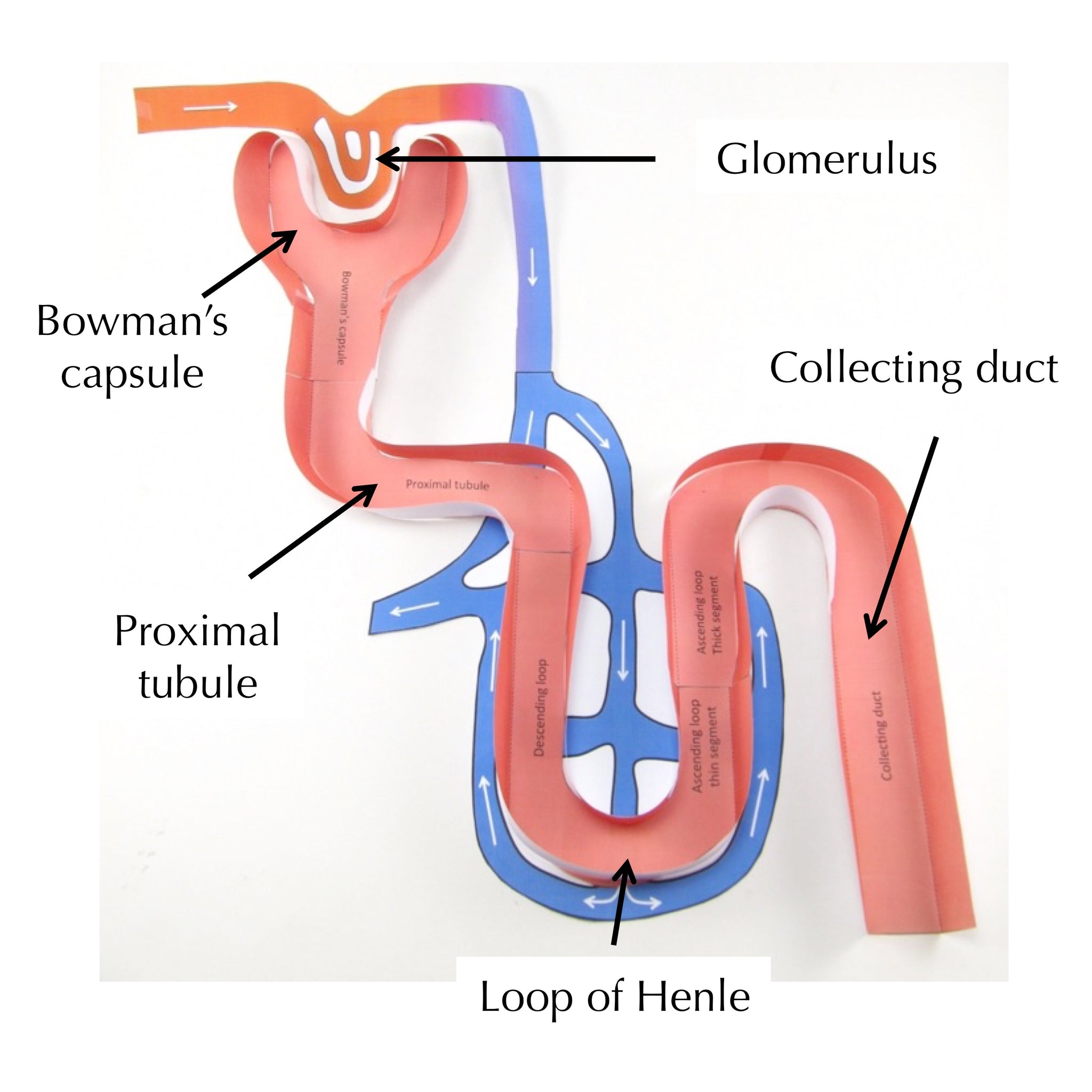 Color Coded Nephron Nephron Labeled Diagram