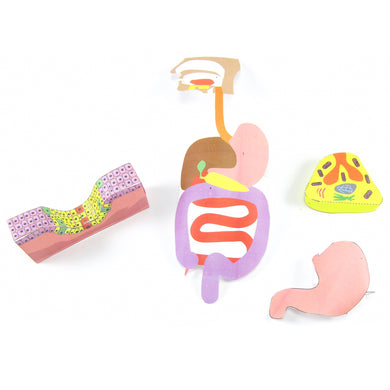 Tissues, Organs & Organ Systems origami organelle