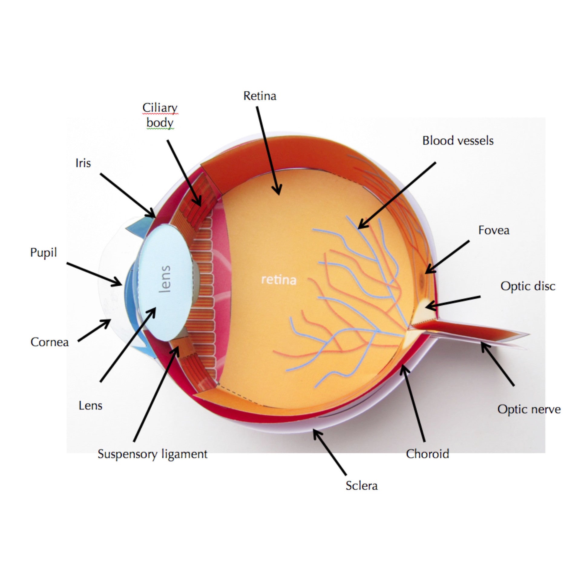 Human Eye Dissection Diagram
