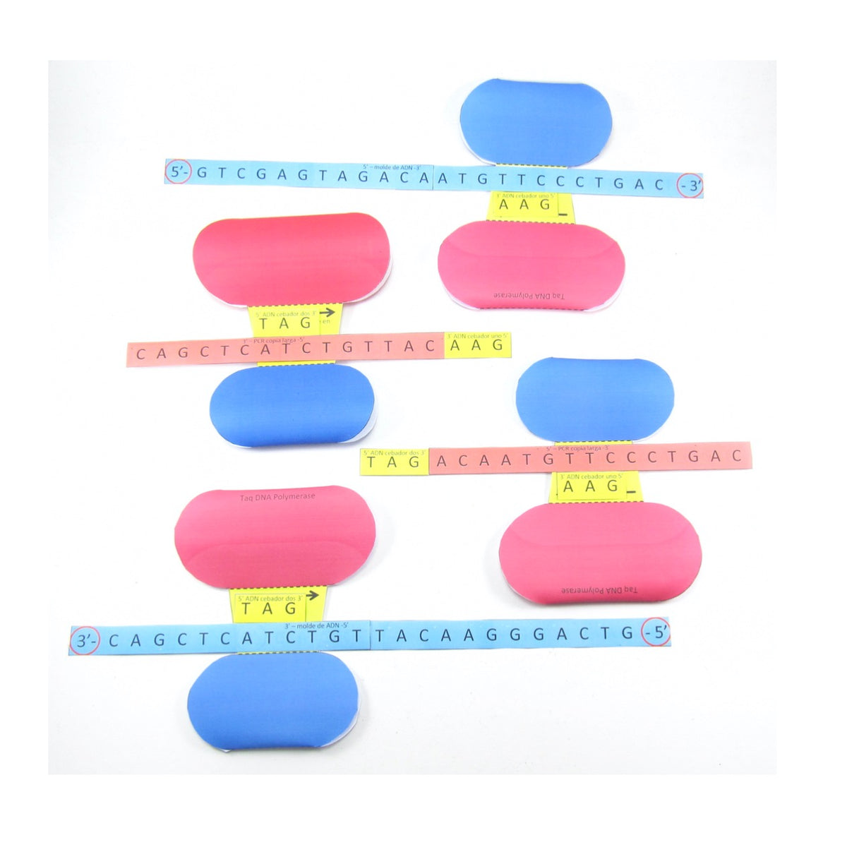 Reacción en cadena de la polimerasa (PCR) Español – Origami Organelles