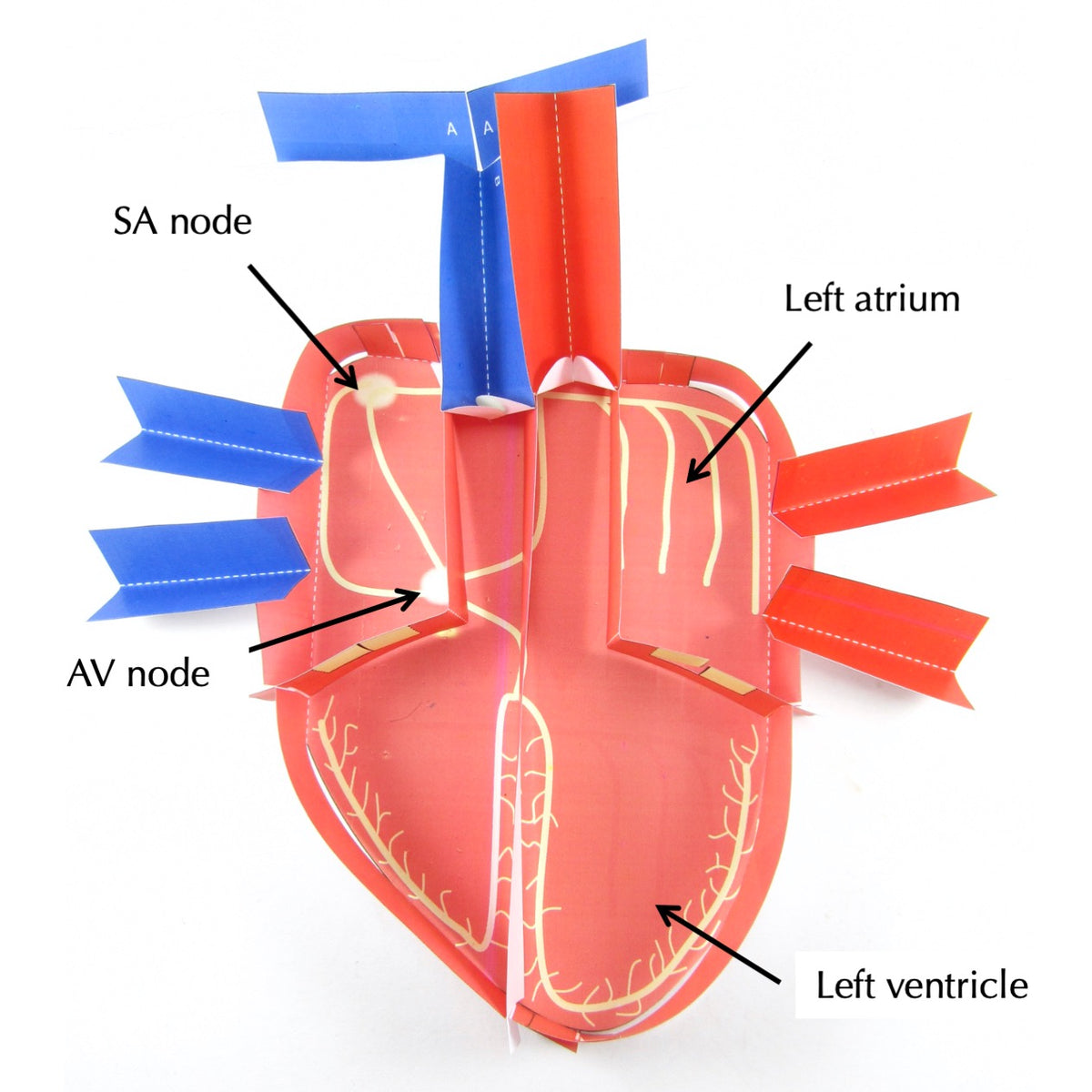 Physics of the Heart – Origami Organelles