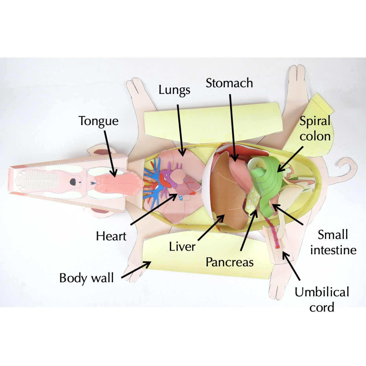 Pig Appendix Fetal Pig Dissection Worksheet Answers