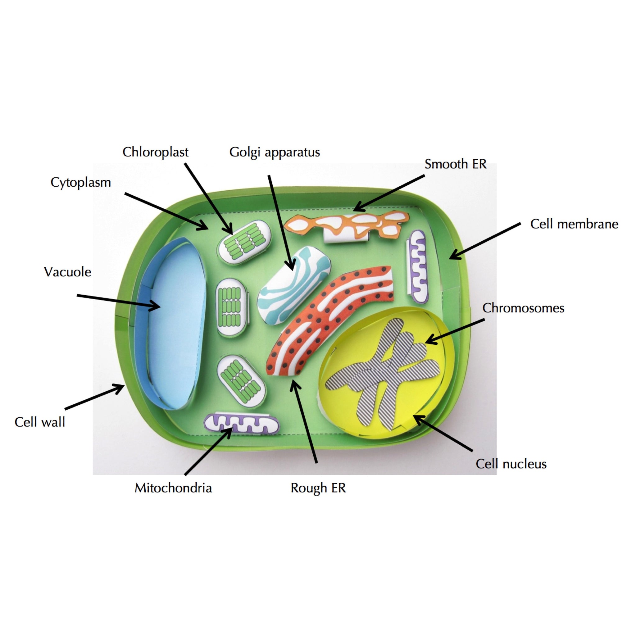 Simple Plant Cell With Labels Simple Plant Cell With Labels