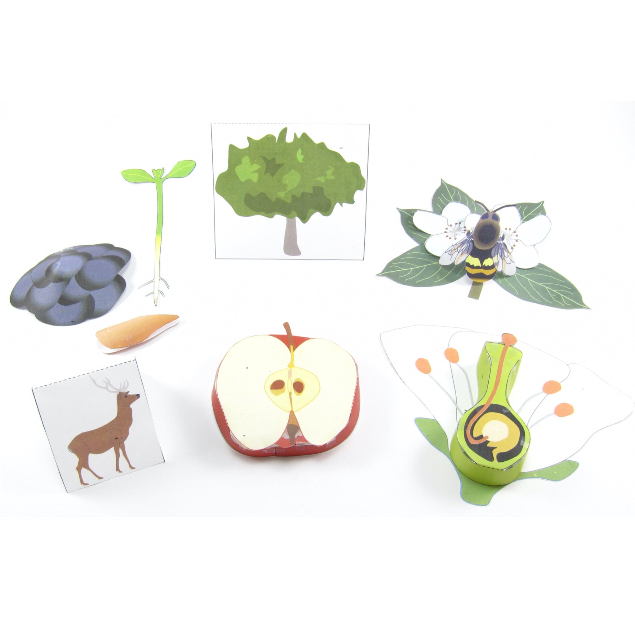 Plant Life Cycle – Origami Organelles