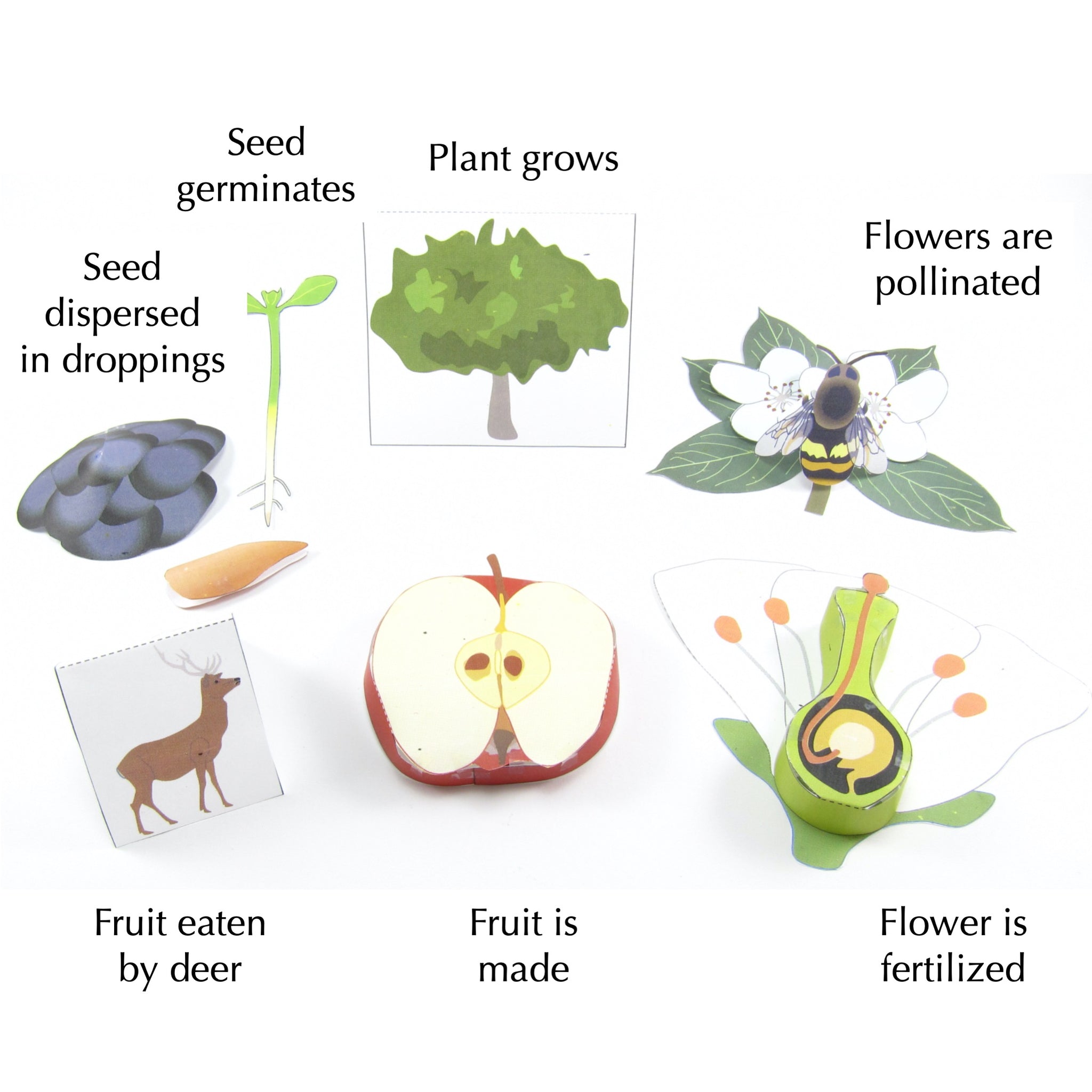seed flower tree of life Plant Life Cycle – Origami Organelles