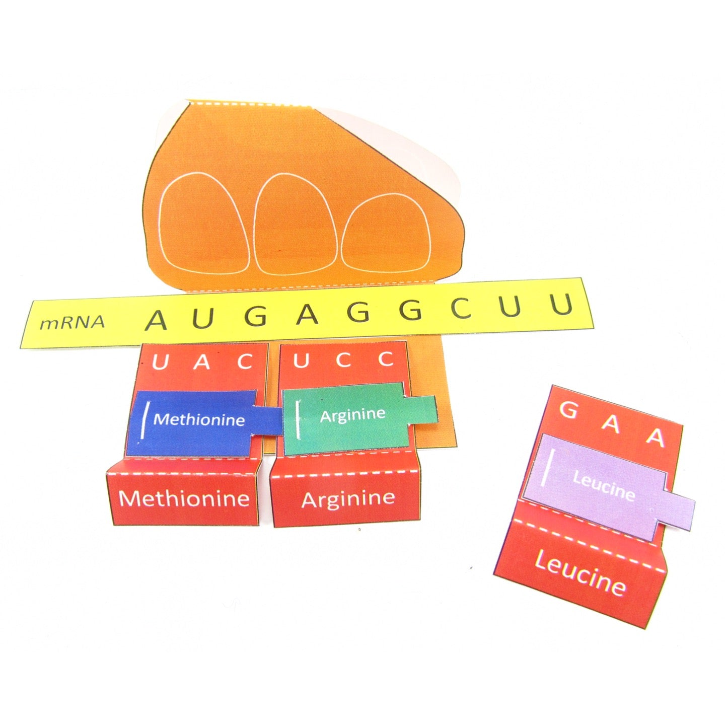 Protein Synthesis Model Project