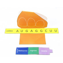 Simple Protein Synthesis