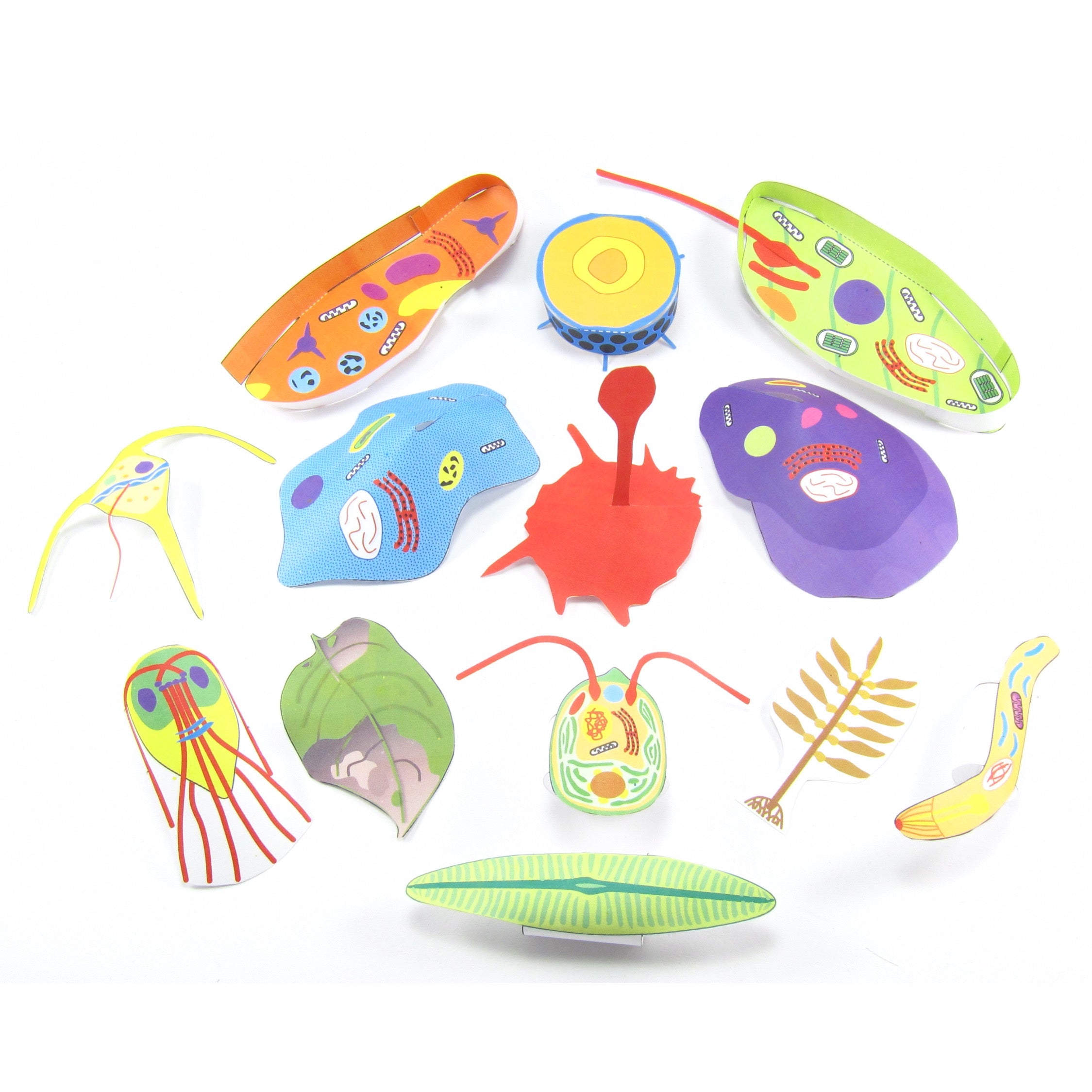 Examples Of Protists For Kids