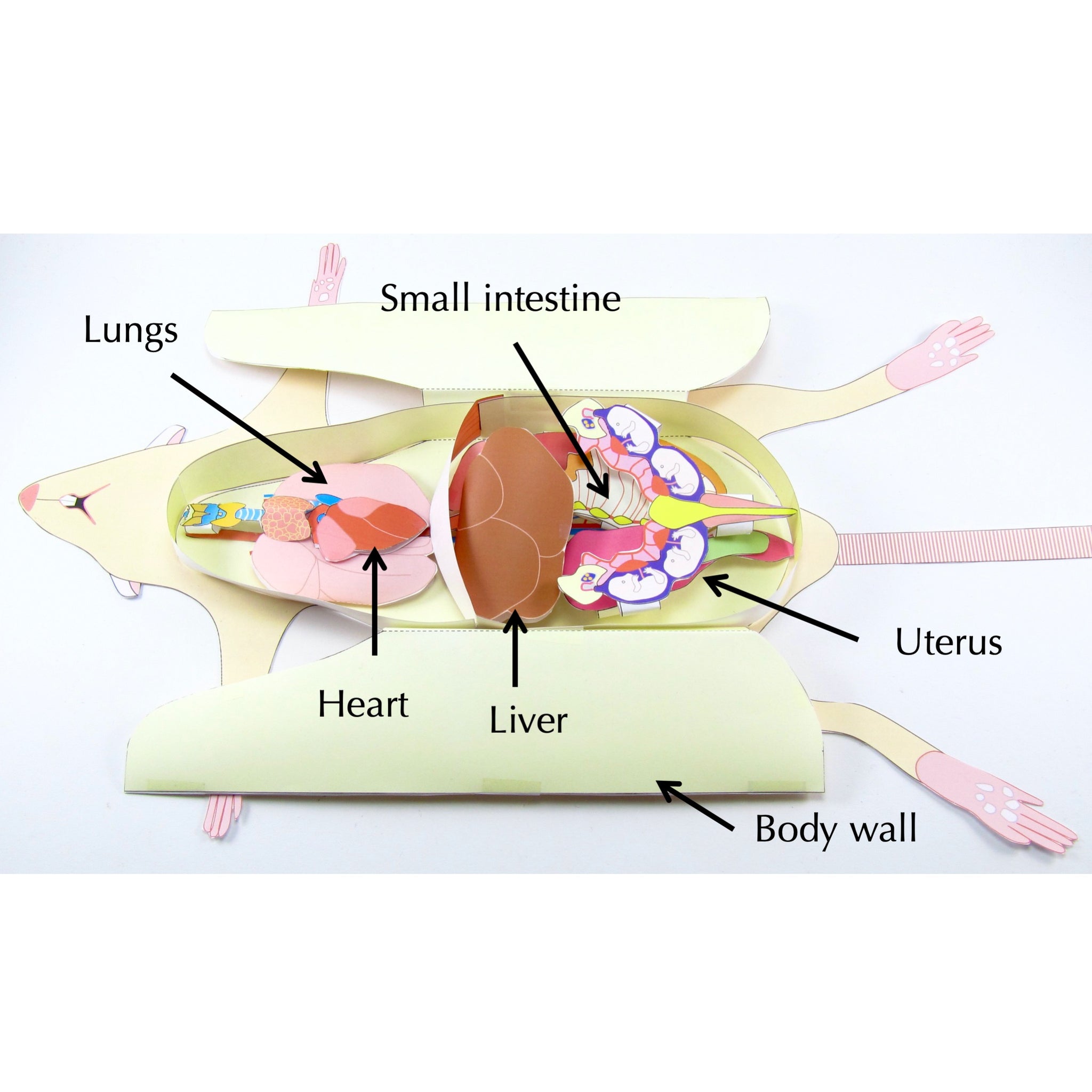 Mouse Dissection Platform Rat Dissection Paper Model – Origami Organelles